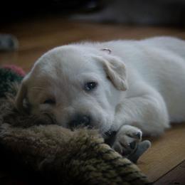 Aayla - Yellow Labrador Retriever puppy in Whitehall, Montana from Heart of Montana Labradors