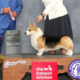 Hamilton - Pembroke Welsh Corgi