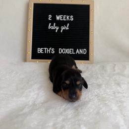 Darla - Black and tan female Dachshund puppy in Dickinson, Texas from Beth’s Doxieland