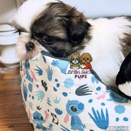 Skip - Tricolor male Shih Tzu puppy in Walkertown, North Carolina from Lil’ Bit’s Shih Tzu