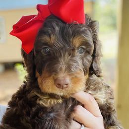 Goldendoodle Puppies from Thompson Creek Doodles