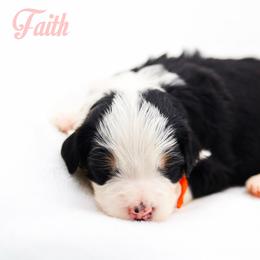 Faith - Black tri-color female Aussiedoodle puppy in Diamond Bar, California from Furrytaildoodles