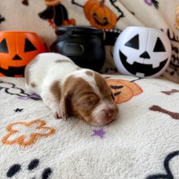 Girl 4 - Piebald female Dachshund puppy in Smoot, West Virginia from AMC Dachshunds