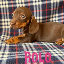 Rolo - Chocolate and tan female Dachshund puppy in New Mexico from Long Dog Ranch