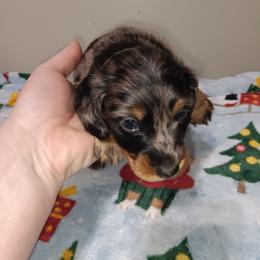 Grayson - Dapple male Dachshund puppy in Round Lake Beach, Illinois from Doxie Dynasty