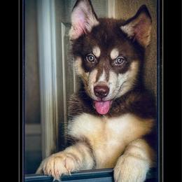 Coop - Brown and white male Siberian Husky puppy in Spring Hill, Florida from Siberian Huskies of Tampa Bay