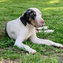 Ivy - Catahoula Leopard Dog