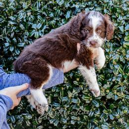 Blizzard - Red tri-color male Aussiedoodle puppy in Kennesaw, Georgia from Distinctive Doodle