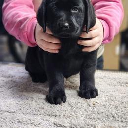 Light Pink - Black female Labrador Retriever puppy in Yelm, Washington from Prince Labradors