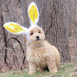 Goldendoodle and Golden Retriever Puppies from Servant Kennel