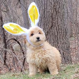 Goldendoodle and Golden Retriever Puppies from Servant Kennel