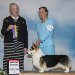 Alex - Pembroke Welsh Corgi