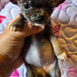 Tiny - Blue and tan female Chihuahua puppy in Amity, Pennsylvania from Baxters Chihuahuas