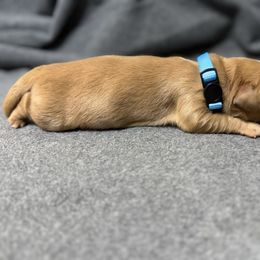 Cyan Color - Golden male Golden Retriever puppy in Chesapeake, Virginia from AmberLight Goldens