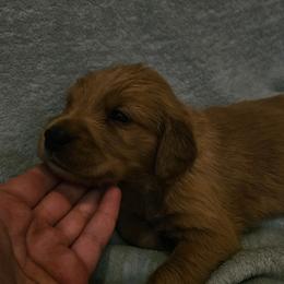 Gouda - Golden male Golden Retriever puppy in Dayton, Minnesota from Akoya Kennels