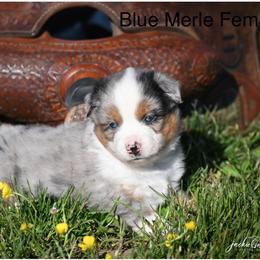 Blue Merle Female - Blue merle female Miniature American Shepherd puppy in Rochester, Massachusetts from Anchored Roots Miniature American Shepherds
