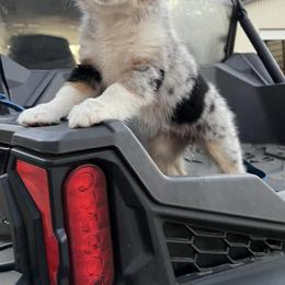 Miniature Australian Shepherd Puppies from Broken T Australian Shepherds