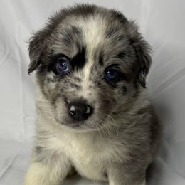 Acker - Blue merle Australian Shepherd puppy in Quinlan, Texas from Murphy Ranch Australian Shepherds