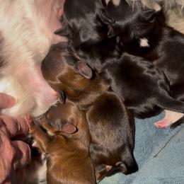 Dark Sable Male - Sable male Yorkshire Terrier puppy in Des Moines, Iowa from Diamond Yorkshire Terriers