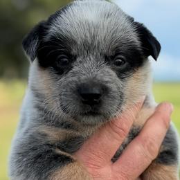 Storm - Blue female Australian Cattle Dog puppy in Devalls Bluff, Arkansas from Coolhand's Australian Cattle Dogs