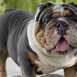 Bulldogs from NorCal Bulldogs