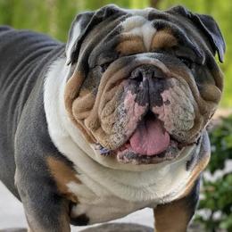Bulldogs from NorCal Bulldogs
