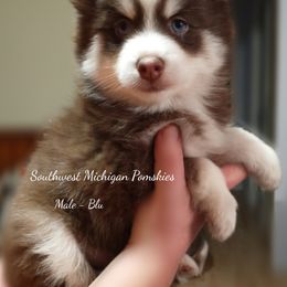 Blu - Pomsky puppy in Michigan from Southwest Michigan Pomskies