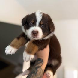 Star AKC - Red tri-color female Australian Shepherd puppy in Polk City, Florida from Skaky Shepherds