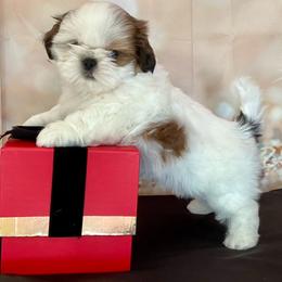 Casper - Gold and white male Shih Tzu puppy in Silver Lake, Oregon from Bling Shih Tzu