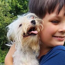 Poodles, Yorkipoos, and Yorkshire Terriers from Hess Pooches LLC