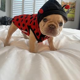 French Bulldog Puppies from Foster Lake Frenchies