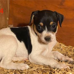F4 - Black white and tan female Rat Terrier puppy in Burnet, Texas from Burton's Rat Terriers