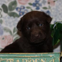 Echo - Chocolate male Labrador Retriever puppy in Waco, Texas from Ancient Dogges Performance Dogs