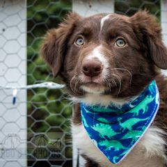 Border Collie, Golden Retriever, and Sporty Mix Puppies from Turbo Border Collies & Coltrievers