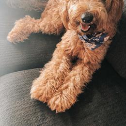 Moxie - Goldendoodle