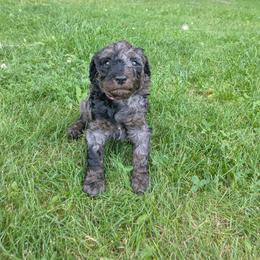 Zinka - Blue merle female Aussiedoodle puppy in Yacolt, Washington from Aussiedoodles by Maggie