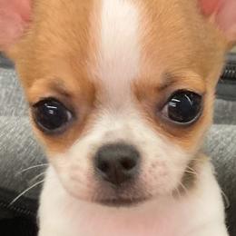 Chihuahuas from Keljim's Chihuahuas
