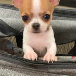 Chihuahuas from Keljim's Chihuahuas