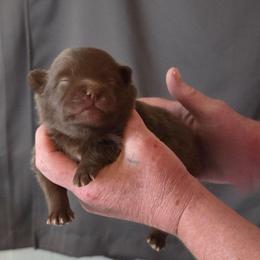 Chocolate male - Chocolate male Pomeranian puppy in Maplefalls, Washington from Snow peak poms