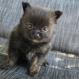 Glenda - Brindle female Pomeranian puppy in Hooksett, New Hampshire from Granite State Pomeranians