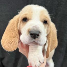 Snickers (green) - Red and white male Basset Hound puppy in Kingsport, Tennessee from Bear’s Bassets
