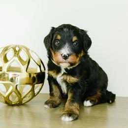 JJ - male Australian Mountain Doodle puppy in Spanish Fork, Utah from K Brand Doodles