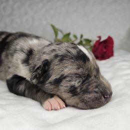 Galaxy NALC - Blue merle male Catahoula Leopard Dog puppy in Doerun, Georgia from Twig and Tail Puppies