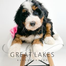 Sparrow - Tri-color female Bernedoodle puppy in Baroda, Michigan from Great Lakes Bernedoodles