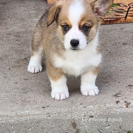 Riviera - Pembroke Welsh Corgi puppy from Fire Sweep Ranch