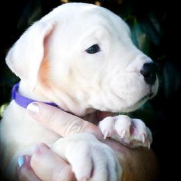 Purple collar- Evander - White male Dogo Argentino puppy in San Diego, California from Debonair Dogos