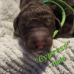 Cypress - Chocolate male Goldendoodle puppy in Pilot Point, Texas from K9 Sidekicks, LLC