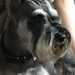 Bentley  - Miniature Schnauzer