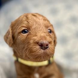 Boy 1 - Red  male Goldendoodle puppy in Frederick, Maryland from Loving Doodles