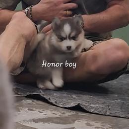 Boy 1 - Black and white male Pomsky puppy in Isanti, Minnesota from Magnum Pomskies